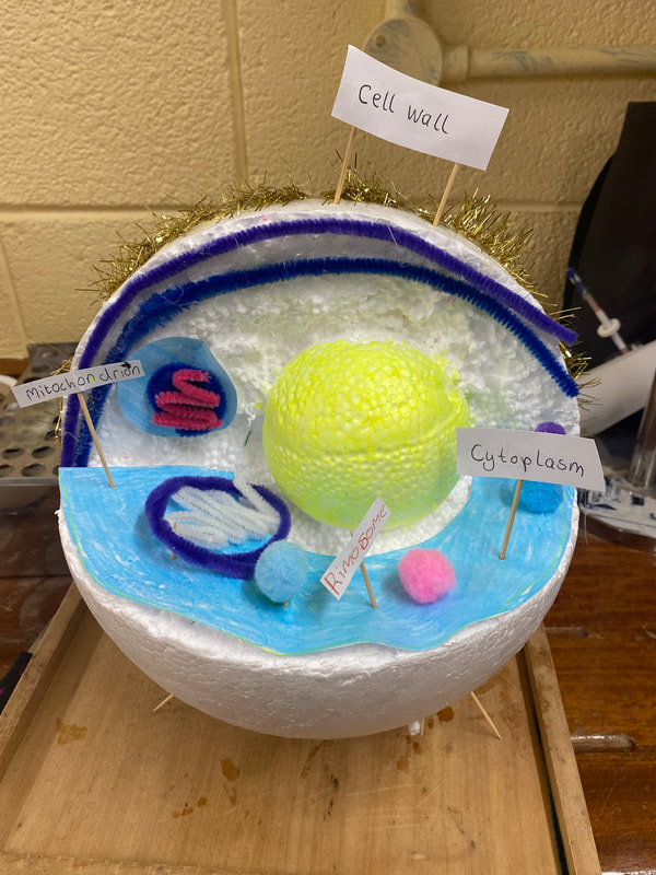 plant cell model styrofoam ball